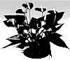 Anthurium%20plant%20named%20%27ANTHEMIEL%27