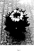 Variety%20of%20rudbeckia%20plant%20named%20%27BullRudi%2005%27