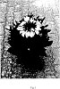 Variety%20of%20rudbeckia%20plant%20named%20%27BullRudi%2005%27