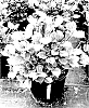 Viburnum%20dentatum%20%27SMVDE%27