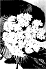 Viburnum%20hybird%20%27NCVX1%27