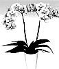 Phalaenopsis%20hybrid%20%27PHALFOYX%27