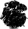 Pelargonium%20x%20hortorum%20%27Pacjul%27