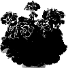 Pelargonium%20x%20hortorum%20%27Pacswibu%27