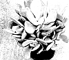 Cotyledon%20hybrid%20%27Mint%20Truffles%27