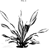 Dracaena%20fragrans%20%28L.%29%20%27REIJDRAMAS2%27