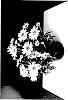 Argyranthemum%20frutescens%20%27SUN%20420%27