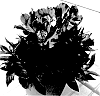 Alstroemeria%20hybrida%20%27TESINDIG%20imp.%27