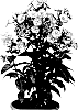 Phlox%20paniculata%20%27Smokey%27