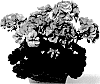 Pelargonium%20x%20hortorum%20%27Pacsteffi%27