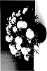 Argyranthemum%20frutescens%20%27SUN%20400%27