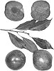 Interspecific%20tree%20named%20%27DAPPLE%20DELIGHT%27