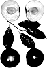 Interspecific%20Prunus%20species%20%27Zweet%20Bettzee%27