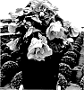 Abutilon%20x%20hybrida%20%27Passion%27
