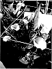 Zantedeschia%20sprengeri%20%27Fireworks%27
