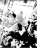Catharanthus%20roseus%20%27Suncatha%202335%27