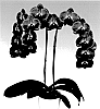 Phalaenopsis%20hybrid%20%27Phaldukai%27