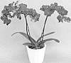 Phalaenopsis%20orchid%20plant%20named%20%27PHALODMEL%27