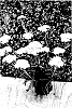 Achillea%20millefolium%20%27ACBZ0002%27