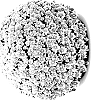 Chrysanthemum%20x%20morifolium%20%27Mefisto%20Dark%20Pink%27