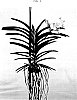 Vanda%20spp.%20Jones%20ex%20R.%20Br.%20%27SPCDW1403%27