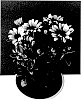 Osteospermum%20ecklonis%20%27SUNOST1502%27