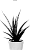 Sansevieria%20Thunb.%20%27Supsan1402%27