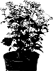 Eupatorium%20rugosum%20%27Allmelody%27