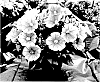 Petunia%20hybrida%20%27PEHY0006%27