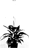 Spathiphyllum%20Schott%20%27Sweet%20Gino%27
