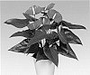 Anthurium%20andreanum%20L.%20%27ANTHDASYM%27