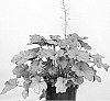 Heuchera%20plant%20named%20%27Coralberry%27