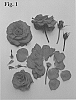 Rosa%20hybrid%20%27Poulcas045%27
