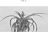 Ananas%20comosus%20%28L.%29%20Merr.%20%27Duranas3%27