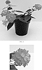 Lantana%20camara%20%27Balucred%27