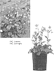 Geum%20hybrid%20%27TNGEURO%27