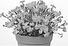 Dianthus%20gratianopolitanus%20%27Uribest52%27