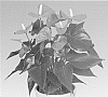 Anthurium%20andreanum%20L.%20%27ANTHERBI%27