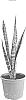 Sansevieria%20trifasciata%20%27Black%20Lim%C3%83%C2%B3n%27