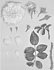 Rosa%20hybrida%20%27KORcaseipp%27