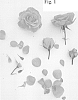 Rosa%20hybrid%20%27Poulcy029%27