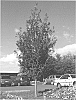 Prunus%20%27JFS-KW14%27