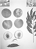 Prunus%20persica%20%27Pearl%20Princess%20IX%27