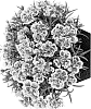 Dianthus%20caryophyllus%20%27Hilrees%27