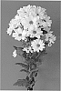 Chrysanthemum%20x%20morifolium%20%27Dekkennedy%27