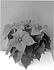Euphorbia%20pulcherrima%20Willd.%20%27Bkponar%27