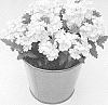 Verbena%20sp.%20%27KLEVP15611%27