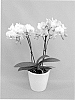 Phalaenopsis%20hybrid%20%27PHALDUEL%27