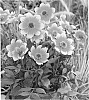Dahlia%20hybrida%20%27HDBic34%27