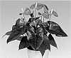 Anthurium%20andreanum%20L.%20%27ANTHDOTFAN%27